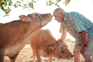 boeuf élevé avec amour